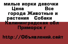 милые иорки девочки › Цена ­ 15 000 - Все города Животные и растения » Собаки   . Калининградская обл.,Приморск г.